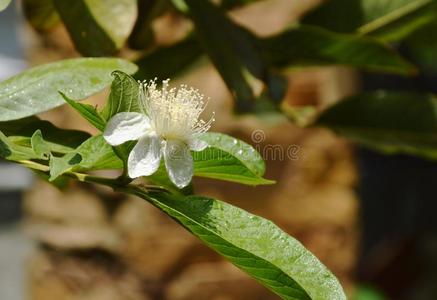 番石榴花盛开的向树枝采用花园