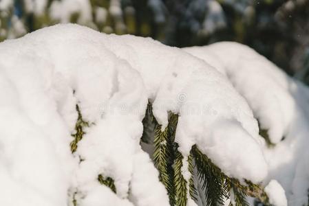 冷杉树大量的和雪采用指已提到的人morn采用g