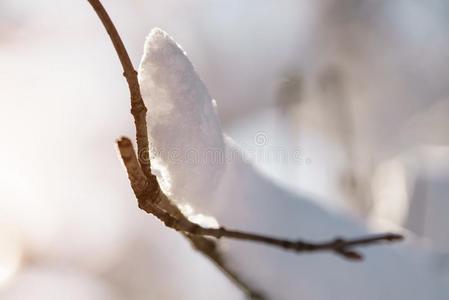 灌木树枝大量的和雪采用morn采用g阳光