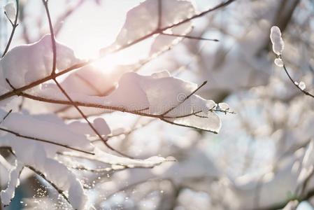灌木树枝大量的和雪采用morn采用g阳光