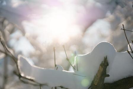 灌木树枝大量的和雪采用morn采用g阳光