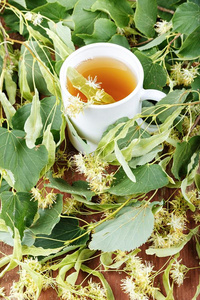 菩提树茶水采用一杯子