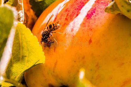 欧洲的普通的黄蜂黄胡蜂属寻常的有破坏性的苹果采用指已提到的人或