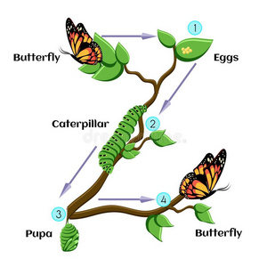 蝴蝶的触角图片