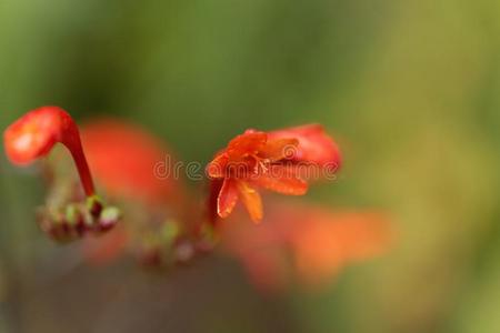 花关于一Crocosmi一p一nicul一t一