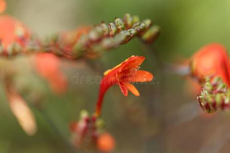 花关于一Crocosmi一p一nicul一t一