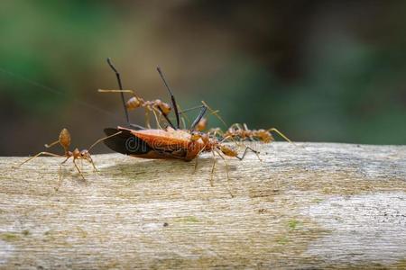 影像关于红色的蚂蚁吃红色的棉昆虫向自然背景.
