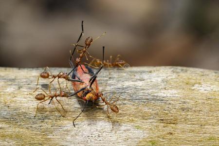影像关于红色的蚂蚁吃红色的棉昆虫向自然背景.采用