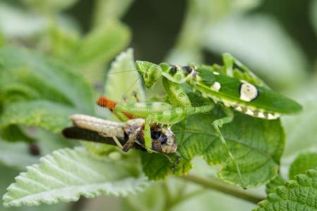 影像关于花mantisCreobroter双子座吃棕色的蝗虫.