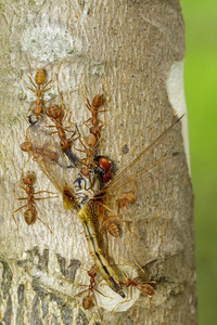 影像关于红色的蚂蚁吃蜻蜓向树.动物