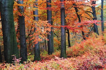 秋颜色森林
