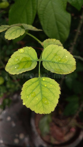 水落下向叶子