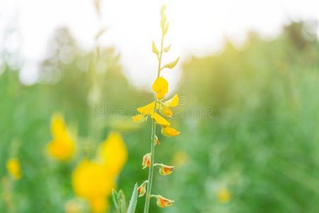 柚子花或柽麻自然绿色的