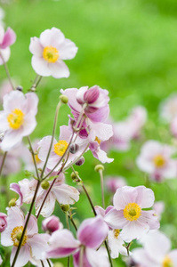 苍白的粉红色的花日本人银莲花,关在上面.笔记浅的深度