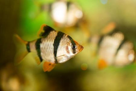 鱼采用指已提到的人水族馆