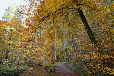 步行一起小路采用秋时间.河流和山毛榉树在旁边