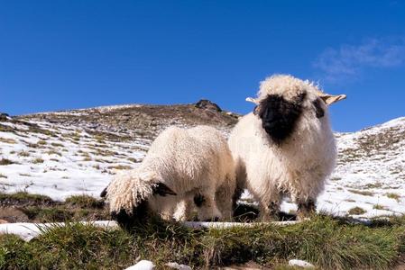白色的来自瑞士的山羊,采尔马特,瑞士