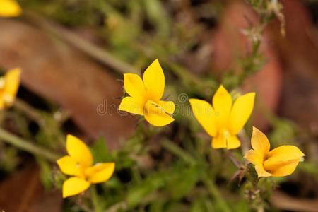 黄色的山梗莱属的植物单音节卢塔