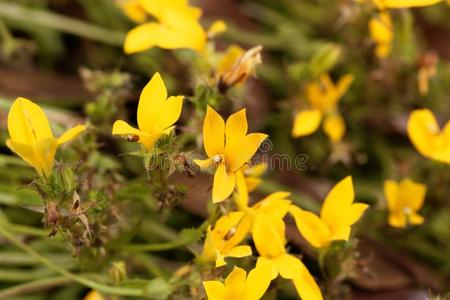 黄色的山梗莱属的植物单音节卢塔