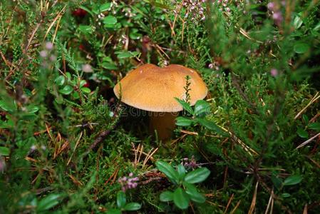 乳牛肝菌属斑叶丝绒牛肝菌或杂色的牛肝菌种植采用thailand泰国照片