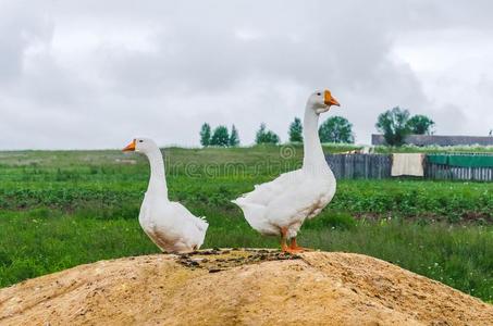 兽群关于goose的复数形式采用指已提到的人村民向一me一dow.