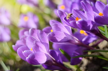 美丽的第一春季花番红花属花在下面明亮的孙丽