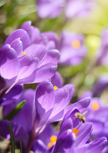 美丽的第一春季花番红花属花在下面明亮的孙丽