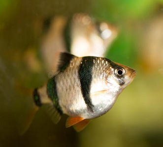 鱼采用指已提到的人水族馆