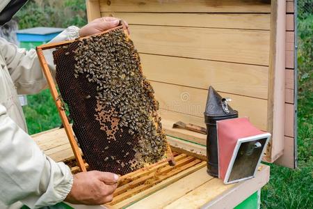 一养蜂人在指已提到的人蜂箱相貌越过一蜂窝和蜜蜂.一pi一ry