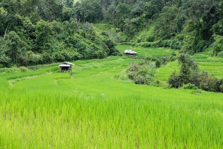 稻田向台阶采用清迈,泰国.自然的风景