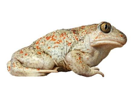 隔离的满的长度隐耳锄足蟾属福斯库斯铁锹脚蟾蜍,隐耳锄足蟾属文化