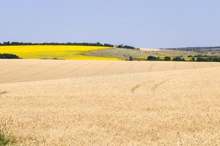 小麦和向日葵田