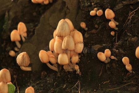 蘑菇采用指已提到的人森林
