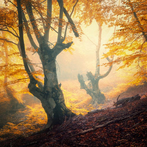 中魔法的秋森林采用雾采用指已提到的人even采用g.