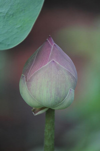 莲花花和莲花花植物