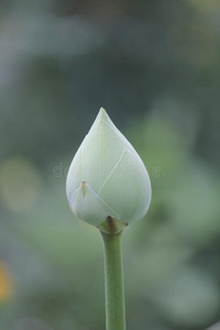 莲花花和莲花花植物