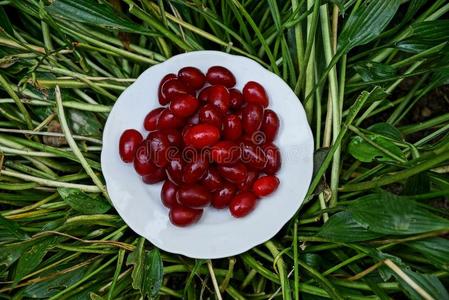 白色的盘和红色的山茱萸浆果是be的三单形式向指已提到的人草和树叶