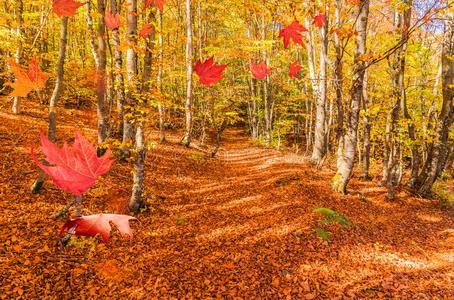 秋背景图片 秋背景素材 秋背景插画 摄图新视界