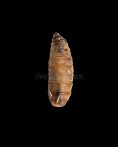 蛆向一bl一ckb一ckground许多活的幼虫为钓鱼, 蛆, 诱饵, 蠕虫影像