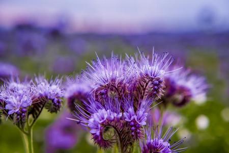 法塞利亚花盛开的紫罗兰自然田花