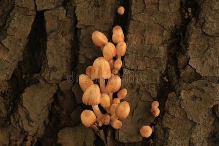 蘑菇向一树桩