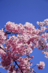 樱桃花和蓝色天