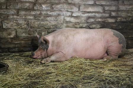 睡着的猪简笔画图片