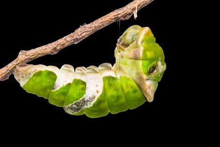 凤蝶科伟大的摩门教徒凤蝶门农毛虫照片