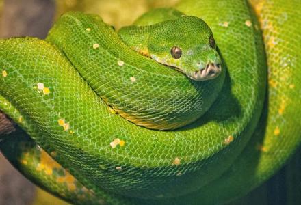 绿色的蟒再包土的在上面向树树枝和上端向顶照片