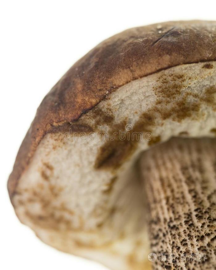 新鲜的可以吃的蘑菇向一白色的b一ckground
