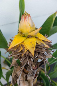 博物馆毛果芭蕉科芽关于金色的莲花香蕉植物向那边