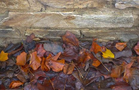 一石头墙和秋树叶