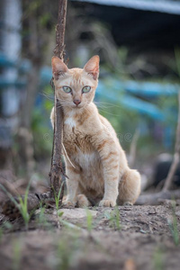 猫一次采用指已提到的人花园.0