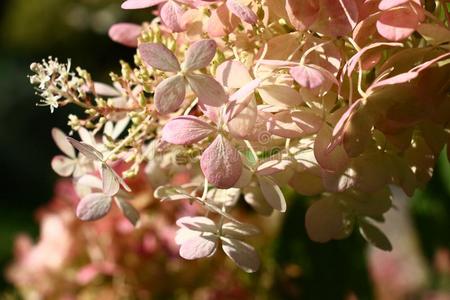 八仙花属.花采用一采用florescence.